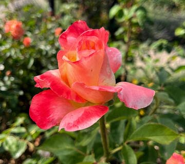 Rosa 'Diana, Princess of Wales'