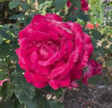 Rosa 'Dame de Coeur'