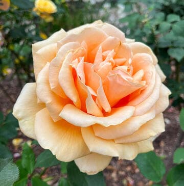 Rosa 'Valencia'