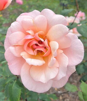 Rosa 'Mrs. Oakley Fisher'
