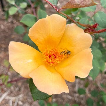 Rosa 'Mrs. Oakley Fisher'