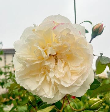 Rosa 'Lichfield Angel'