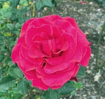 Rosa 'Let Freedom Ring'