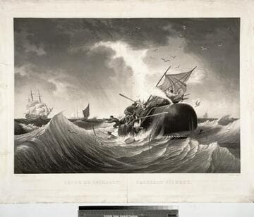 Pêche du Cachalot. Chachalot Fishery