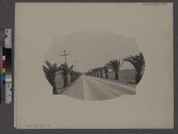 Two lane California road lined with palm trees