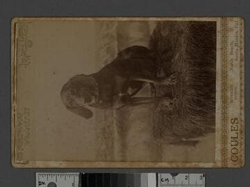 Dog in portrait studio, North Beach, Santa Monica