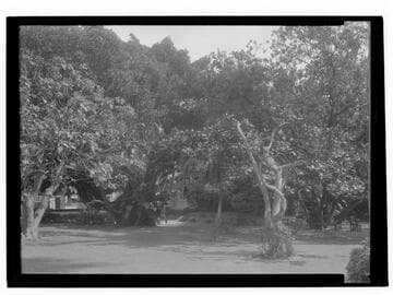 Grounds of the Miramar Hotel, Santa Monica