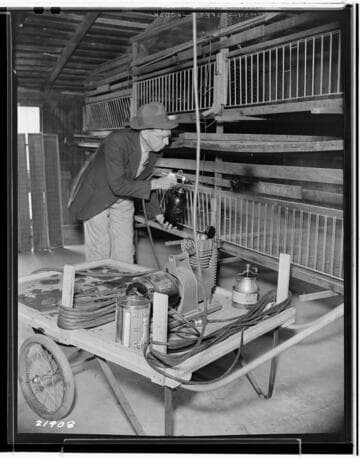 P2 - Poultry - Poultry Book