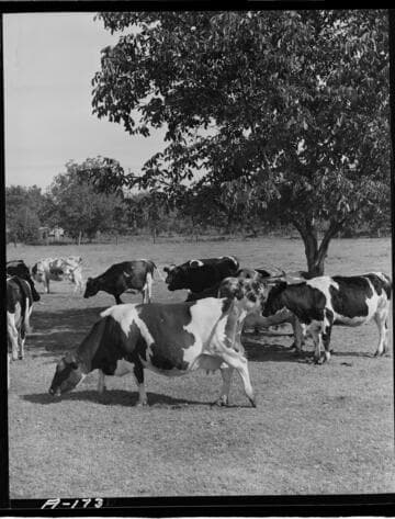 Dairy Booklet photos