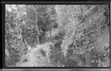Stream or canal  through a forest