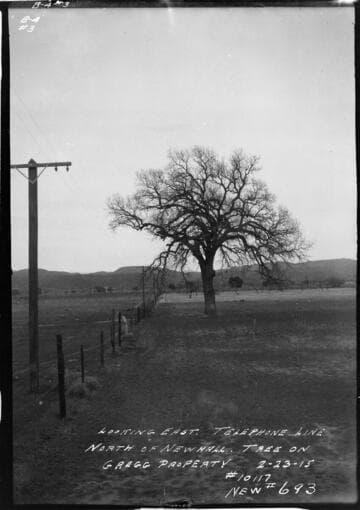 Telephone line looking East