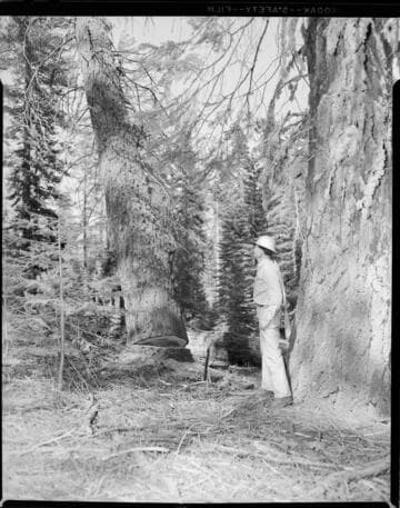 Big Creek Tree Farm