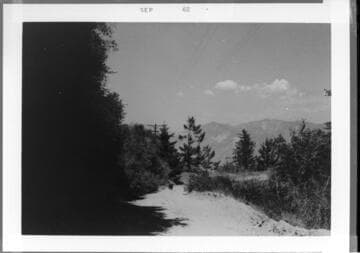 Transmission line access road with a bear on the road at the end
