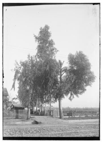 Tree growing up into wires
