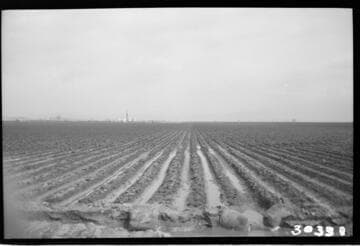 Vincent Transmission Line