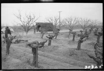 Vincent Transmission Line - South side of Potato field