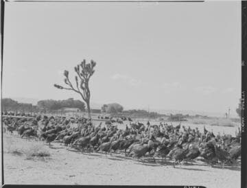 Agriculture Poultry