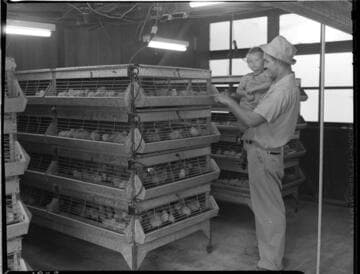 Agriculture Poultry