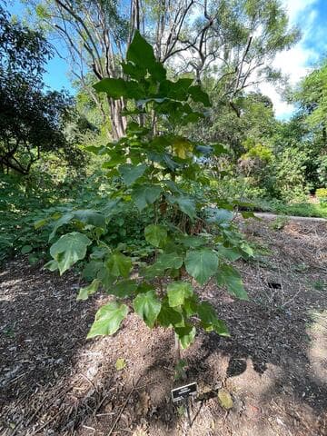 Abutilon sachetianum