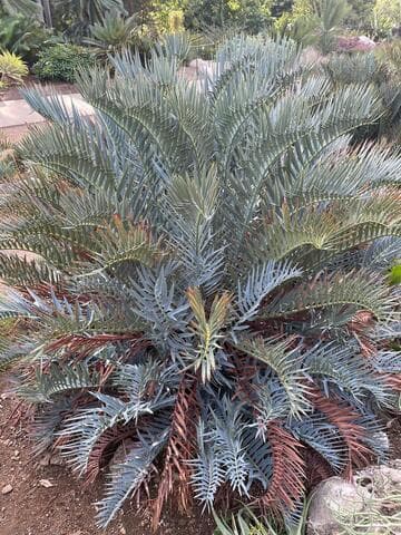 Encephalartos trispinosus