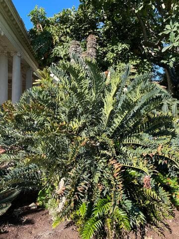 Encephalartos arenarius