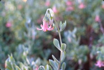 Cotyledon woodii