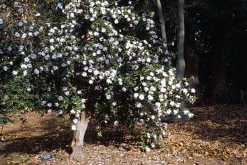 Camellia sasanqua 'Miss Ed'