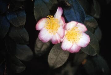 Camellia sasanqua 'Momozono-nishiki' (Peach Garden Brocade)