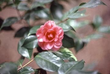 Camellia japonica 'Kikutoji' (Chrysanthemum in Winter Solstice)