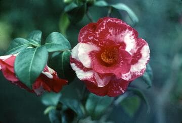 Camellia japonica 'Queen Bessie'