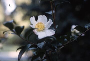 Camellia sasanqua 'Yae-arare' (Double Hailstone)
