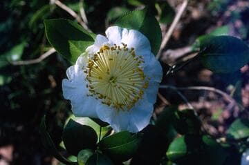 Camellia japonica 'Fuji' (Peerless)