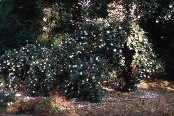 Camellia sasanqua 'Mine-no-yuki' (Snow on the Mountain Peaks)