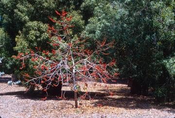 Brachychiton bidwillii