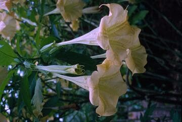 Brugmansia suaveolens 'Jamaica Yellow'
