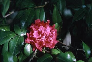 Camellia japonica ssp. rusticana 'Arajishi' (Fierce Lion)