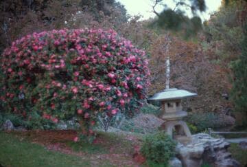 Camellia hiemalis 'Kanjiro'