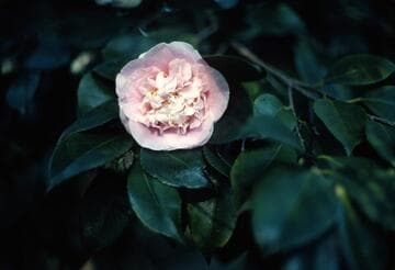 Camellia japonica 'C. M. Wilson'