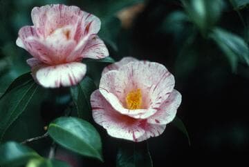 Camellia japonica 'Choyo-no-nishiki'