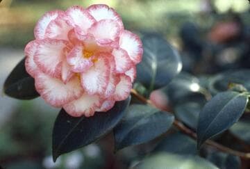 Camellia japonica 'Betty's Beauty'