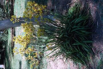 Anigozanthos 'Harmony'