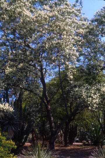Acacia sieberiana var. woodii