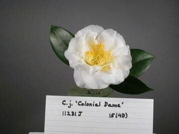 Camellia japonica 'Colonial Dame'