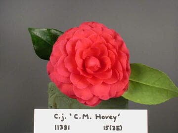 Camellia japonica 'C. M. Hovey'