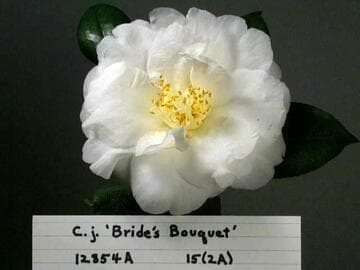 Camellia japonica 'Brides Bouquet'