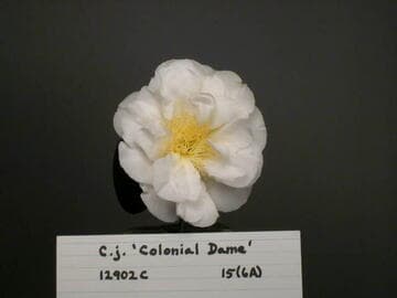 Camellia japonica 'Colonial Dame'