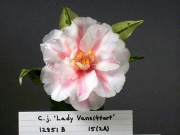 Camellia japonica 'Lady Vansittart'
