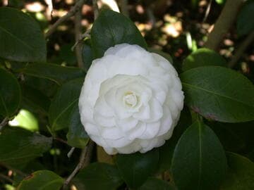 Camellia japonica 'Nuccio's Gem'