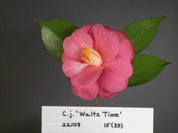 Camellia x williamsii 'Waltz Time'