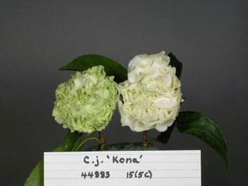 Camellia japonica 'Kona'